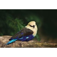 Mandelík modrobřichý (Coracias cyanogaster) – Ondrej Prosicky / Shutterstock