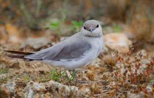 Ouhorlík malý (Glareola lactea) – kajornyot wildlife photography / Shutterstock