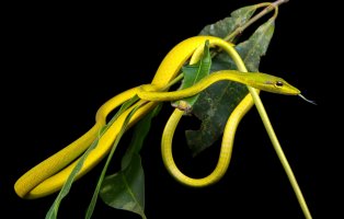 Bičovka stromová (Ahaetulla prasina) – Nenad Preradovic / Shutterstock