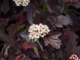 Tavola kalinolistá 'Lady in Red' (Physocarpus opulifolius 'Lady in Red') – Profimedia.cz