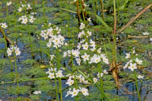 Žebratka bahenní (Hottonia palustris) – kristof lauwers / Shutterstock