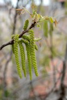 Jehnědy na větvičce olše pilovité (Alnus serrulata) – Firdes Sayilan / Shutterstock