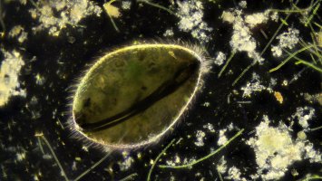 Lasturnatka (Ostracoda) pod mikroskopem – D. Kucharski K. Kucharska / Shutterstock