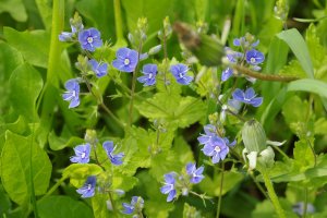 Rozrazil rezekvítek (Veronica chamaedrys) – Dmitriy Filippov / Shutterstock