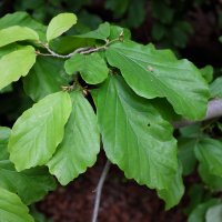 Jasanojavor (Negundo aceroides) – cristo95 / Shutterstock