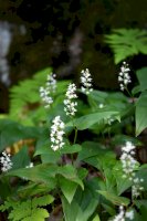 Pstroček dvoulistý (Maianthemum bifolium) – Jansson91 / Shutterstock