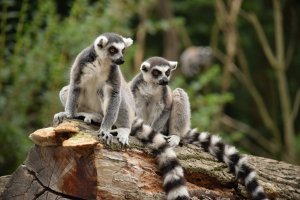 Lemur kata (Lemur catta) – nm737 / Depositphotos