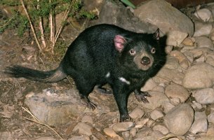 Ďábel medvědovitý (Sarcophilus harrisi) – slowmotiongli / Shutterstock