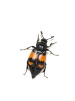 Nekrofág hrobařík obecný (Nicrophorus investigator) – HHelene / Shutterstock
