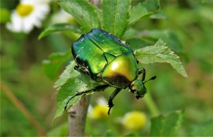 Zlatohlávek zlatý (Cetonia aurata) z čeledi vrubounovitých – Sebastian_Photography / Shutterstock