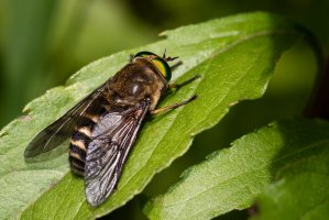 Ovád hovězí (Tabanus bovinus) – Pandur / Shutterstock