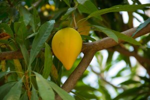 Pouteria campechiana (syn. Lucuma nervosa), detail stromu s listy a plodem – aimpol buranet / Shutterstock