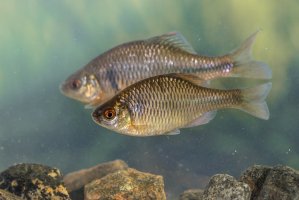 Hořavka duhová západní (Rhodeus amarus) – Rudmer Zwerver / Shutterstock