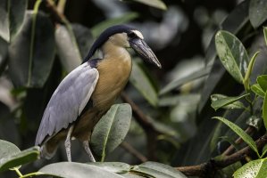 Volavčík americký (Cochlearius cochlearius) – Jim Finke / Shutterstock