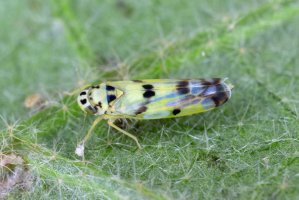 Pidikřísek polní (Eupteryx atropunctata) – Tomasz Klejdysz / Shutterstock