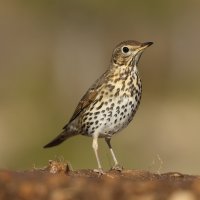 Drozd zpěvný (Turdus philomelos) – Paolo-manzi / Shutterstock