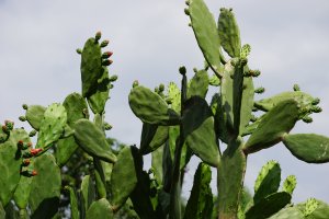 Nopál (Opuntia cochenillifera; syn. Nopalea cochenillifera) – Mang Kelin / Shutterstock