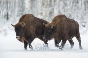 Zubr evropský (Bison bonasus) – Szczepan Klejbuk / Shutterstock