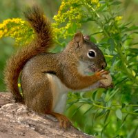 Čikarí červený (Tamiasciurus hudsonicus)  – Paul Reeves Photography / Shutterstock
