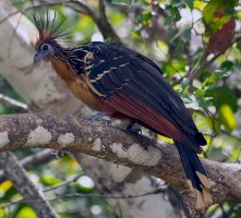 Hoacin chocholatý (Opisthocomus hoazin) – Michael Meshcheryakov / Shutterstock