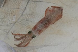 Oliheň obecná (Loligo vulgaris) – Sanit Fuangnakhon / Shutterstock