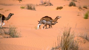 Velbloud jednohrbý (Camelus dromedarius) z podřádu mozolnatců – Angela N Perryman / Shutterstock
