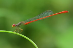 Šidélko Ceriagrion aeruginosum v deštném pralese – bamgraphy / Shutterstock