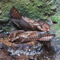 Gvačaro jeskynní (Steatornis caripensis) – Agami Photo Agency / Shutterstock