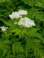 Čechřice vonná (Myrrhis odorata) – Manfred Ruckszio / Shutterstock