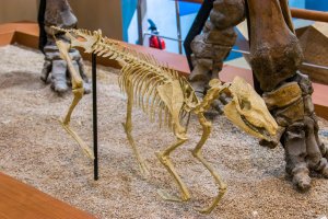 Fosilní kostra vyhynulého prakoně (Mesohippus), Seodaemun Museum of Natural History, Soul, Jižní Korea – Danny Ye / Shutterstock