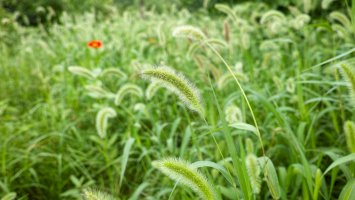 Bér zelený (Setaria viridis) – atiger / Shutterstock