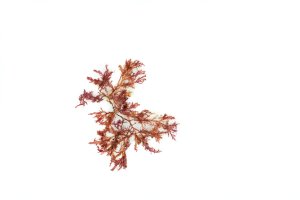 Červená řasa Gelidium – Maria Castellanos / Shutterstock