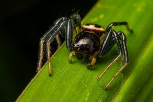 Camaricus formosus – kajornyot wildlife photography / Shutterstock