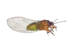 Mera mrkvová (Trioza apicalis) – Protasov AN / Shutterstock