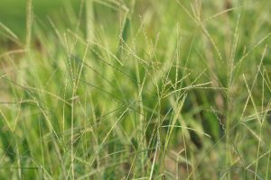 Rosička krvavá (Digitaria sanguinalis) – Doikanoy / Shutterstock