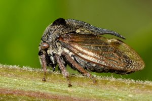 Ostnohřbetka křovinná (Centrotus cornutus) – IanRedding / Shutterstock