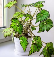 Begónie královská (Begonia rex) – Bozhena Melnyk / Shutterstock