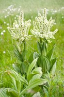 Kýchavice bílá (Veratrum album) – Alexandra Giese / Shutterstock