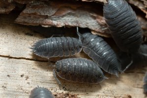 Stínka obecná (Porcellio scaber) – Henrik Larsson / Shutterstock