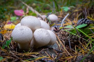 Pýchavka obecná (Lycoperdon perlatum) – Andrei Ksenzhuk / Shutterstock
