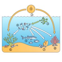 Ekosystém planktonu: (1) slunce, (2) fotosyntéza, (3) fytoplankton, (4) zooplankton, (5) ryby, (6) mořský šnek, (7) měkkýši, (8) korálový útes – CoJeCo.cz / VectorMine / Shutterstock