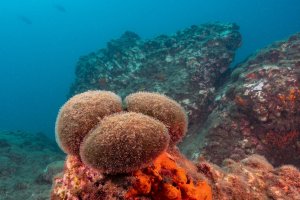 Mořská řasa Codium bursa, Granada, Španělsko – Jesus Cobaleda / Shutterstock