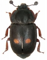 Lesknáček dvouskvrnný (Nitidula bipunctata) – Tomasz Klejdysz / Shutterstock