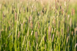Psárka luční (Alopecurus pratensis) – Ihor Hvozdetskyi / Shutterstock