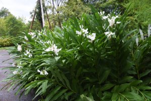 Kvetoucí motýlovec věncový (Hedychium coronarium) – tamu1500 / Shutterstock