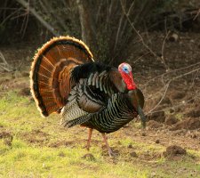 Krocan divoký (Meleagris gallopavo) – Jeffrey B. Banke / Shutterstock