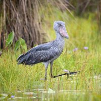 Člunozobec velký (Balaeniceps rex) – Petr Simon / Shutterstock
