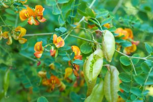 Žanovec měchýřník (Colutea arborescens), keř s listy, květy a semeny v měchýřnatých luscích – ANGHI / Shutterstock
