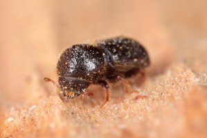 Drtník ovocný (Xyleborus dispar) – Tomasz Klejdysz / Shutterstock