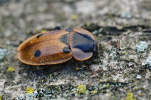 Mrchožrout housenkář (Xylodrepa quadripunctata) – HWall / Shutterstock